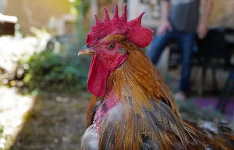 Francés que mató a gallo porque era demasiado madrugador irá a juicio