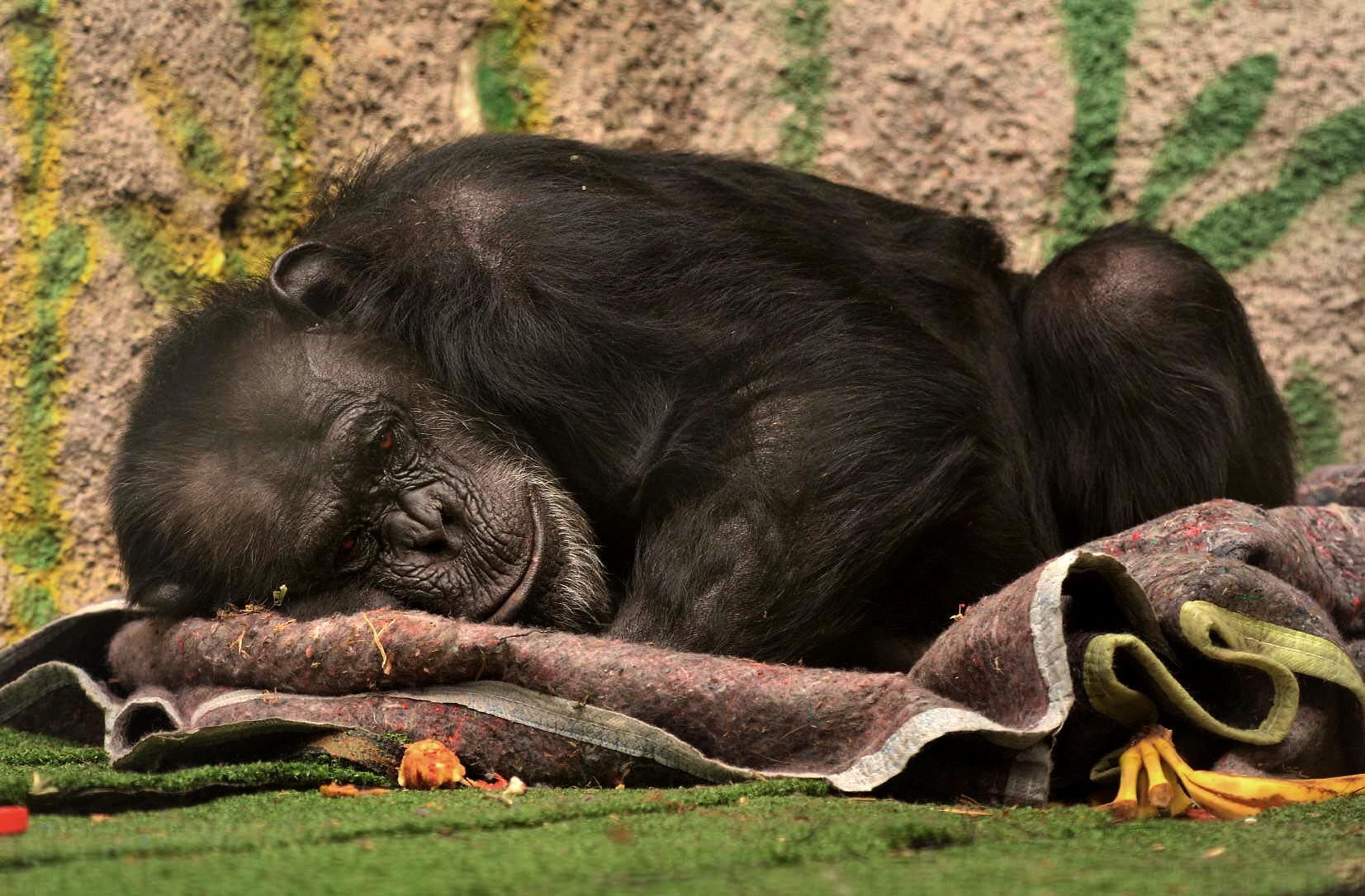 Cecilia, la primera chimpancé que usó un hábeas corpus para lograr su liberación