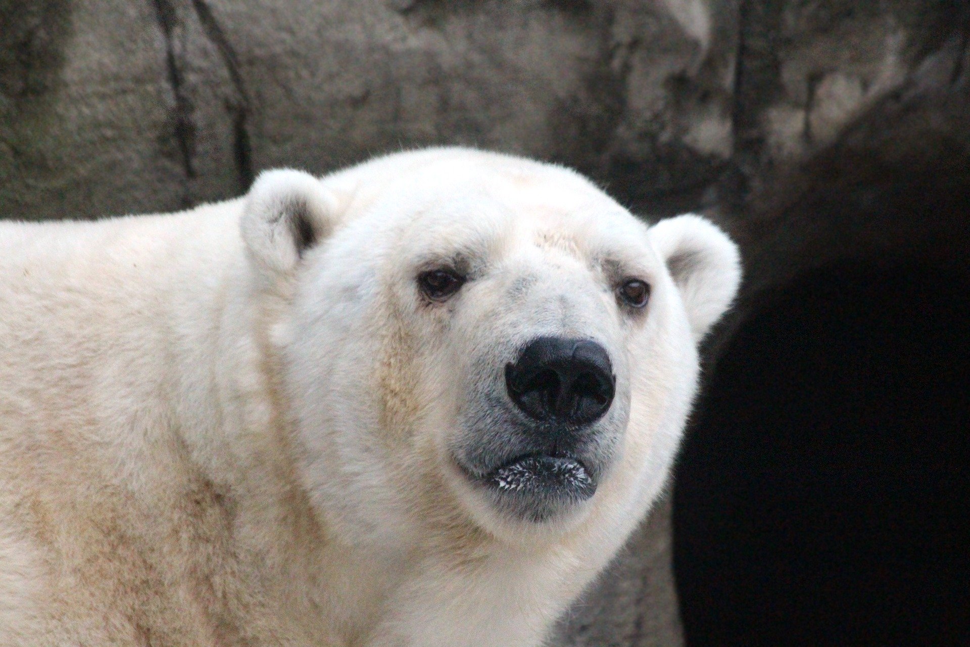 Por qué esta subpoblación de osos polares recién identificada es tan  especial?