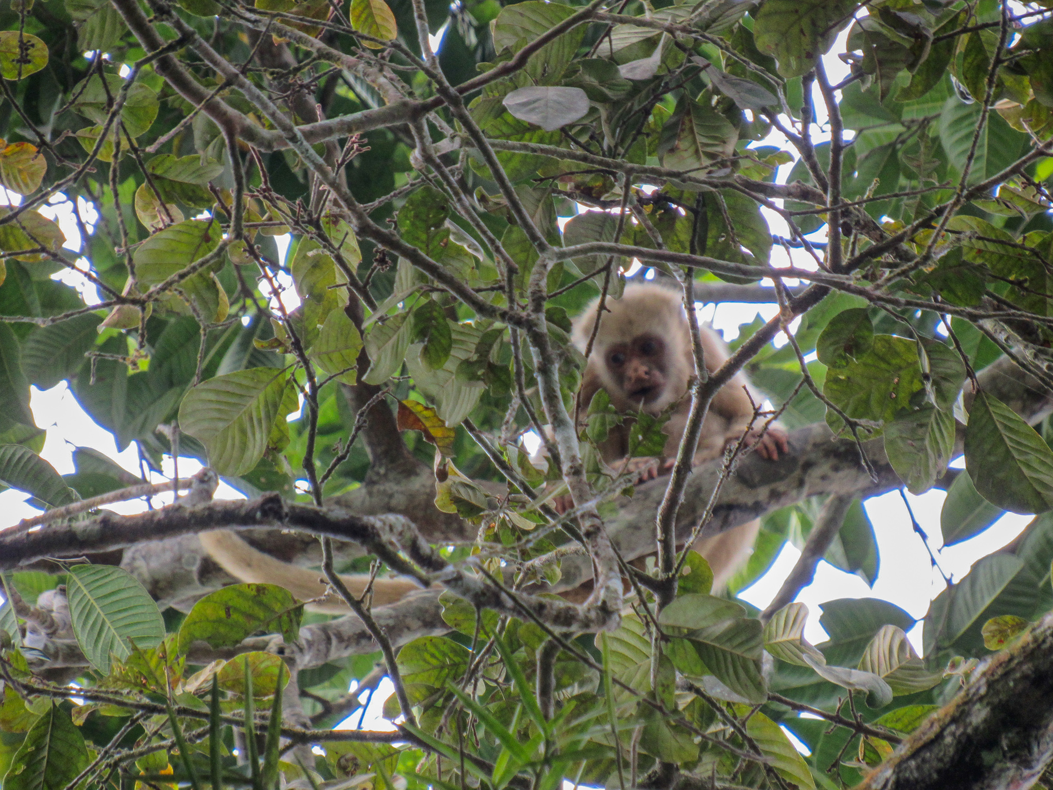 Áncash: SERFOR rescata mono machín blanco que se encontraba amarrado en el  techo de una vivienda - Noticias - Servicio Nacional Forestal y de Fauna  Silvestre - Plataforma del Estado Peruano