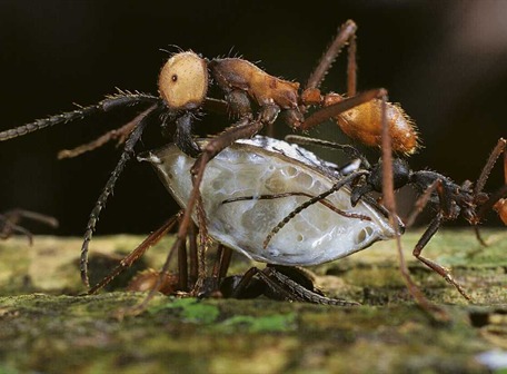 Hormigas y agricultura ¿Qué relación existe entre ellos?