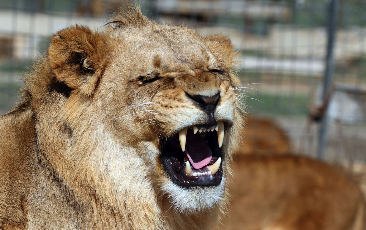 El ancestro común del león moderno vivió hace  años, según estudio |  Ecología | La Revista | El Universo