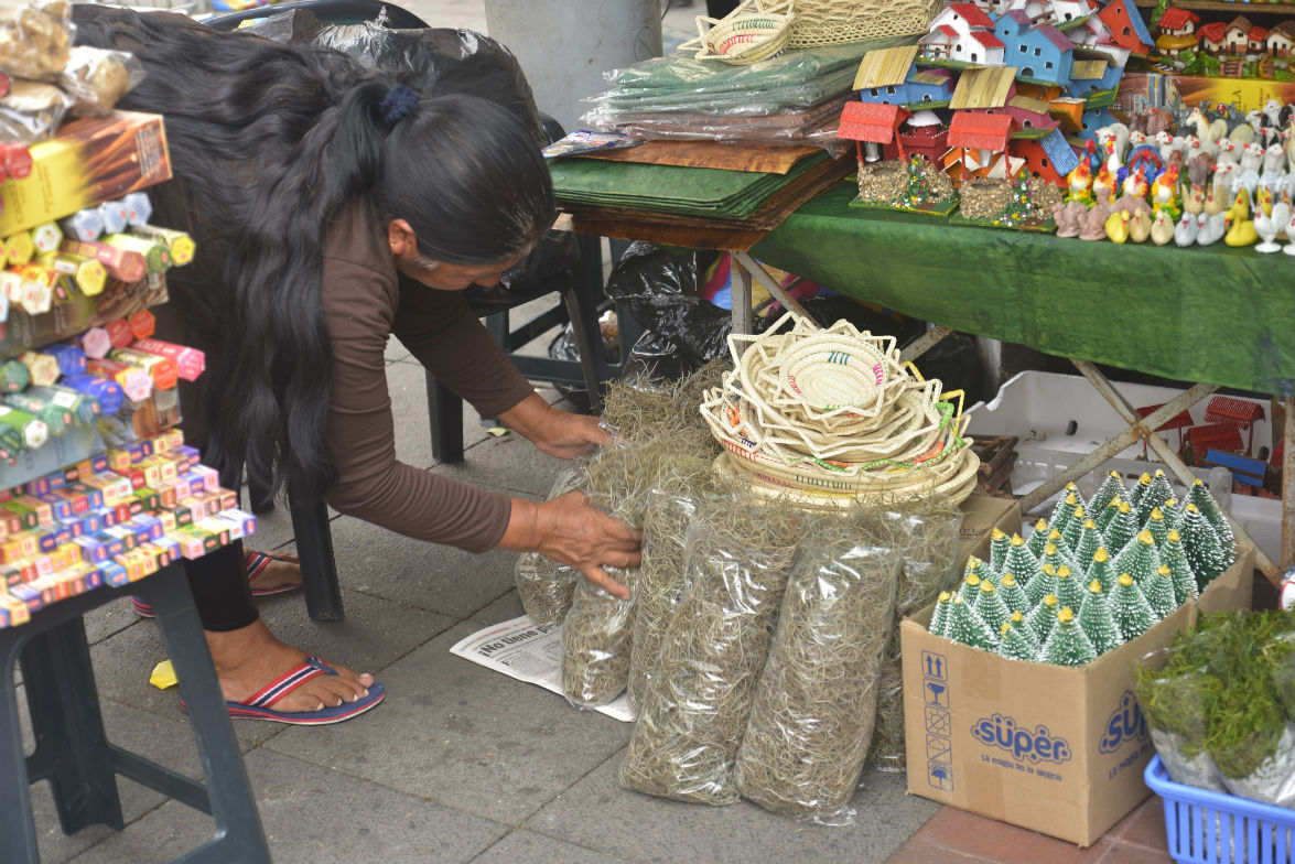 Usar musgo en el pesebre puede ser delito ambiental en Ecuador, Ecología, La Revista