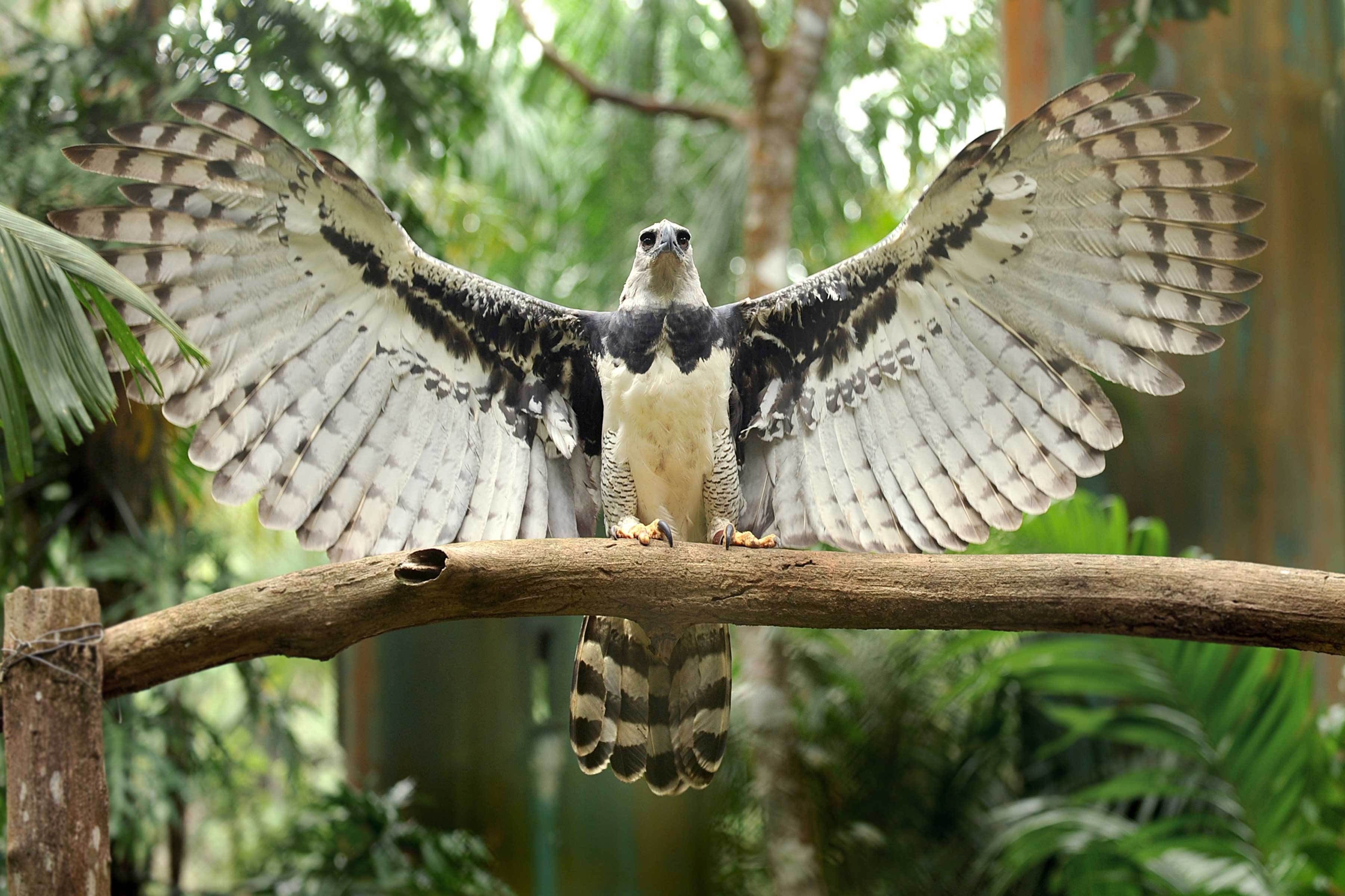 Águila harpía; el gigantesco animal que confunden con personas disfrazadas  | Ecología | La Revista | El Universo