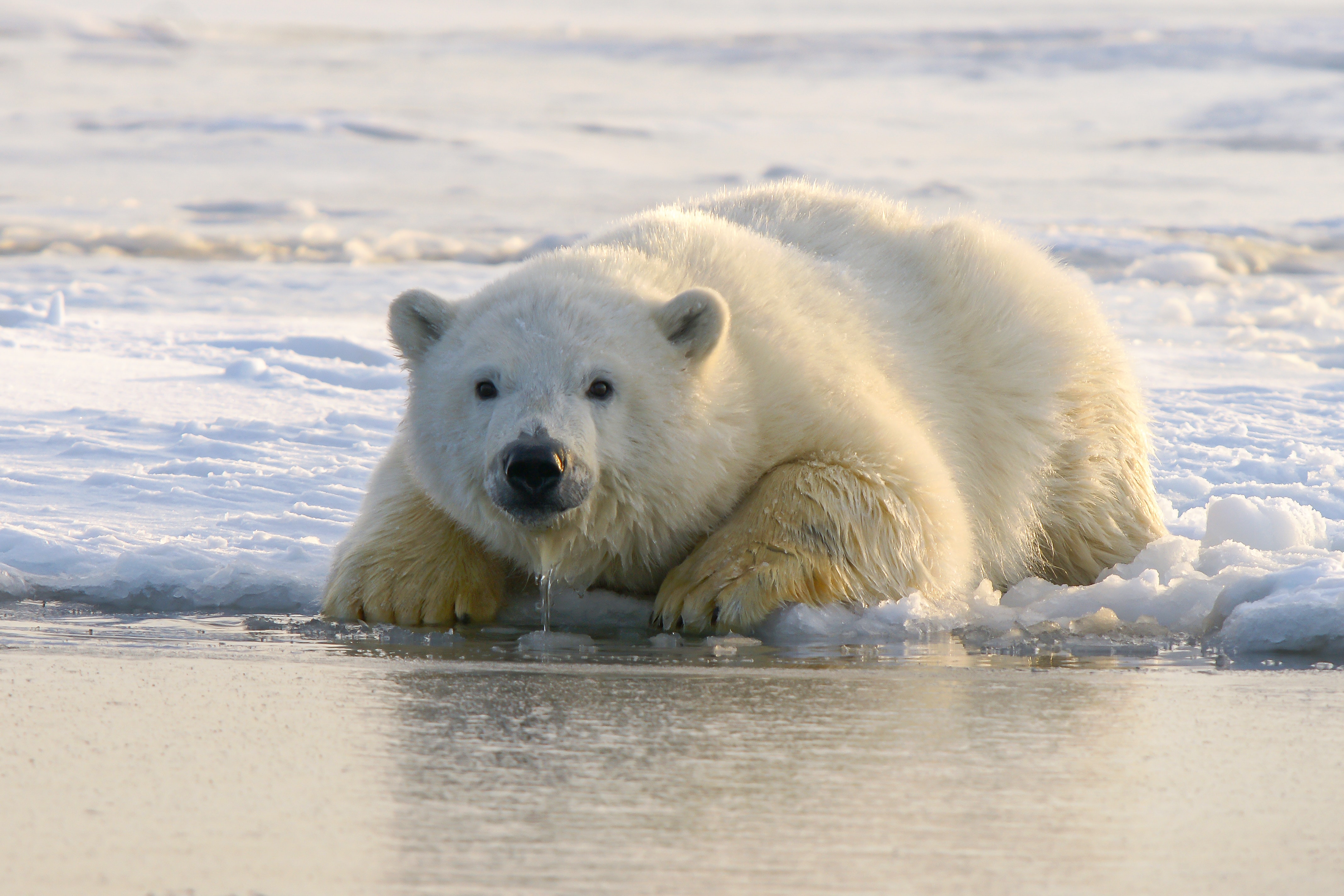 Estudio sugiere que los osos polares usan bloques de hielo para golpear a  las morsas en la cabeza | Ecología | La Revista | El Universo
