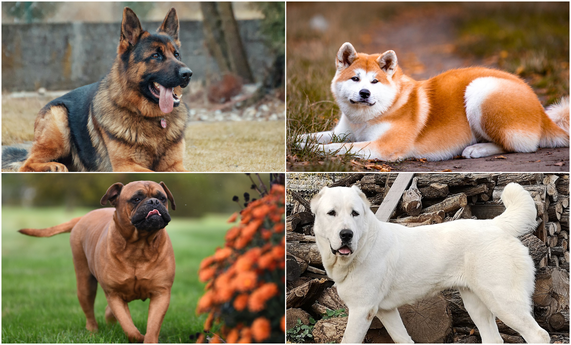 Oponerse a Ocultación Soportar Las mejores ocho razas de perros guardianes para familias | Sociedad | La  Revista | El Universo