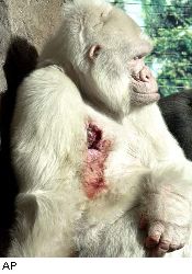 Folha Online - Ciência - Câncer de pele mata o raro gorila albino Floco de  Neve - 24/11/2003