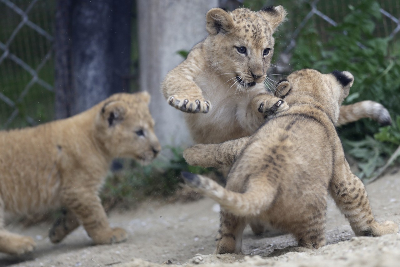 Nacen tres crías de león del Atlas en un zoológico de República Checa |  Internacional | Noticias | El Universo
