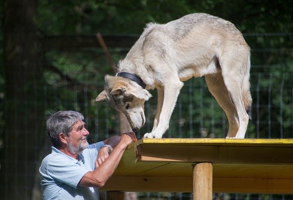 En Austria, altos ejecutivos conviven con lobos para reforzar su liderazgo  | Economía | Noticias | El Universo