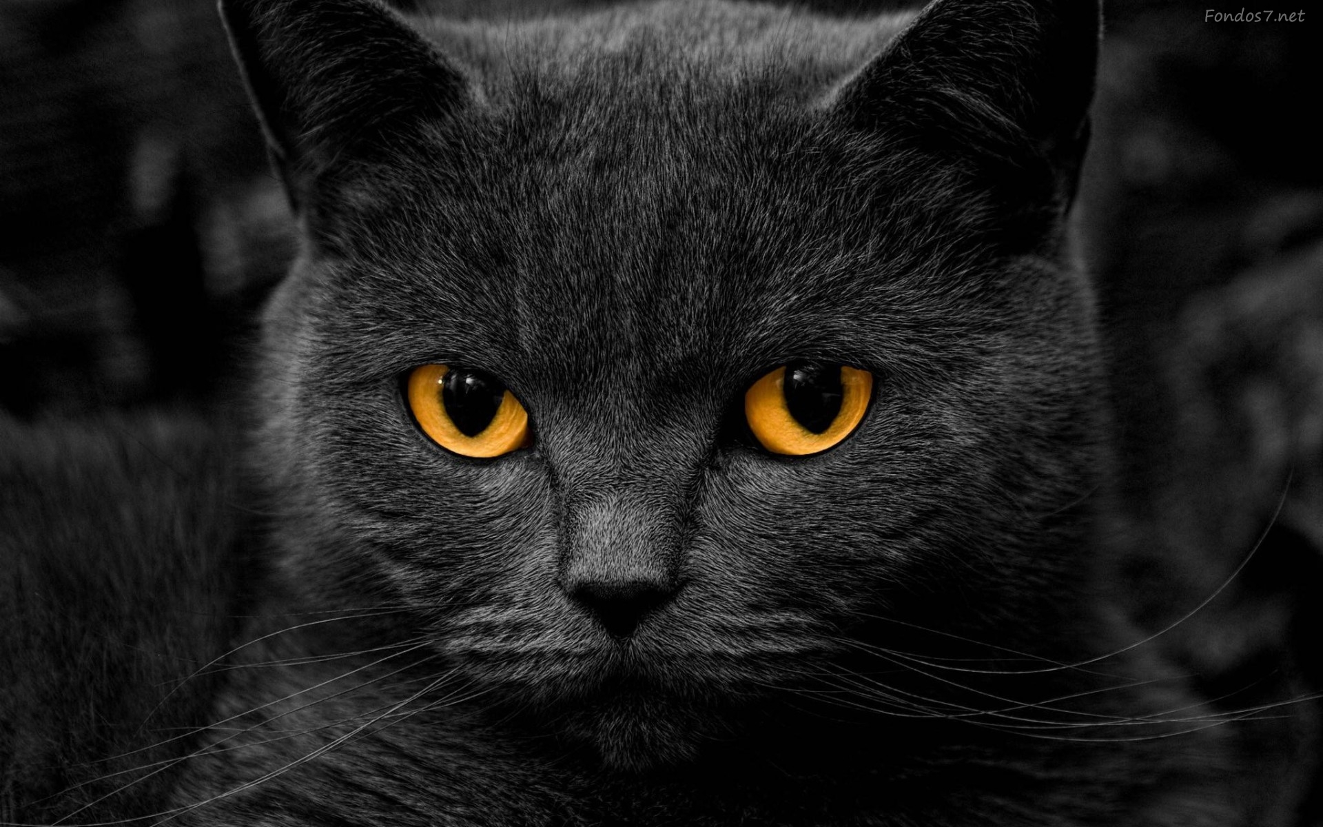 mostaza clérigo Inseguro Halloween y Día de los Difuntos aumentan el peligro para gatos y perros de  color negro | Ecuador | Noticias | El Universo