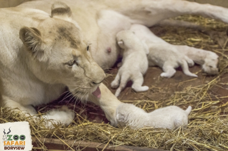 Nacen 4 leones blancos y 3 tigres blancos en zoológico de Polonia | Gente |  Entretenimiento | El Universo