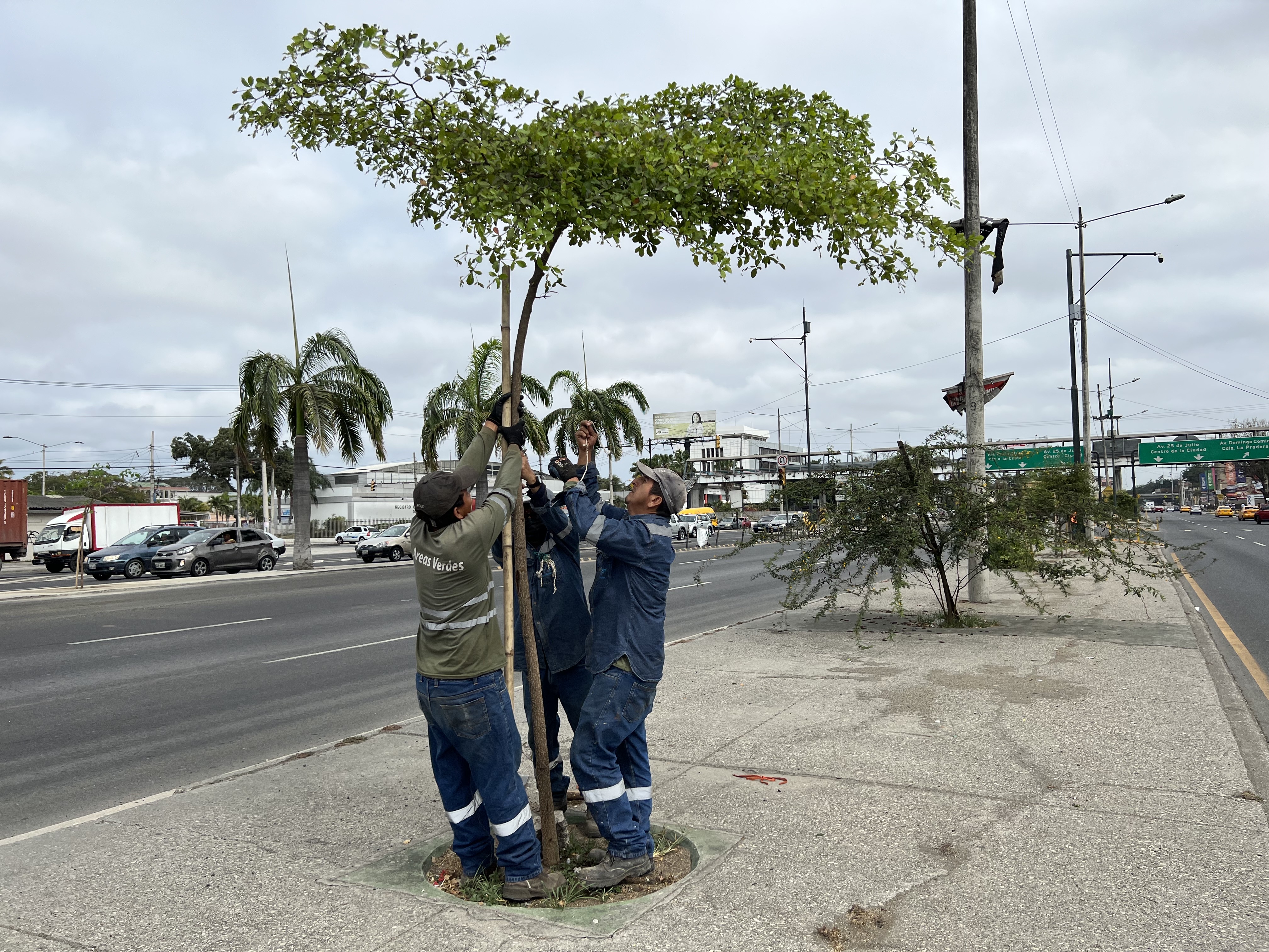 Los espacios ocupados por vallas publicitarias sin permisos son  reemplazados con árboles nativos en Guayaquil | Comunidad | Guayaquil | El  Universo