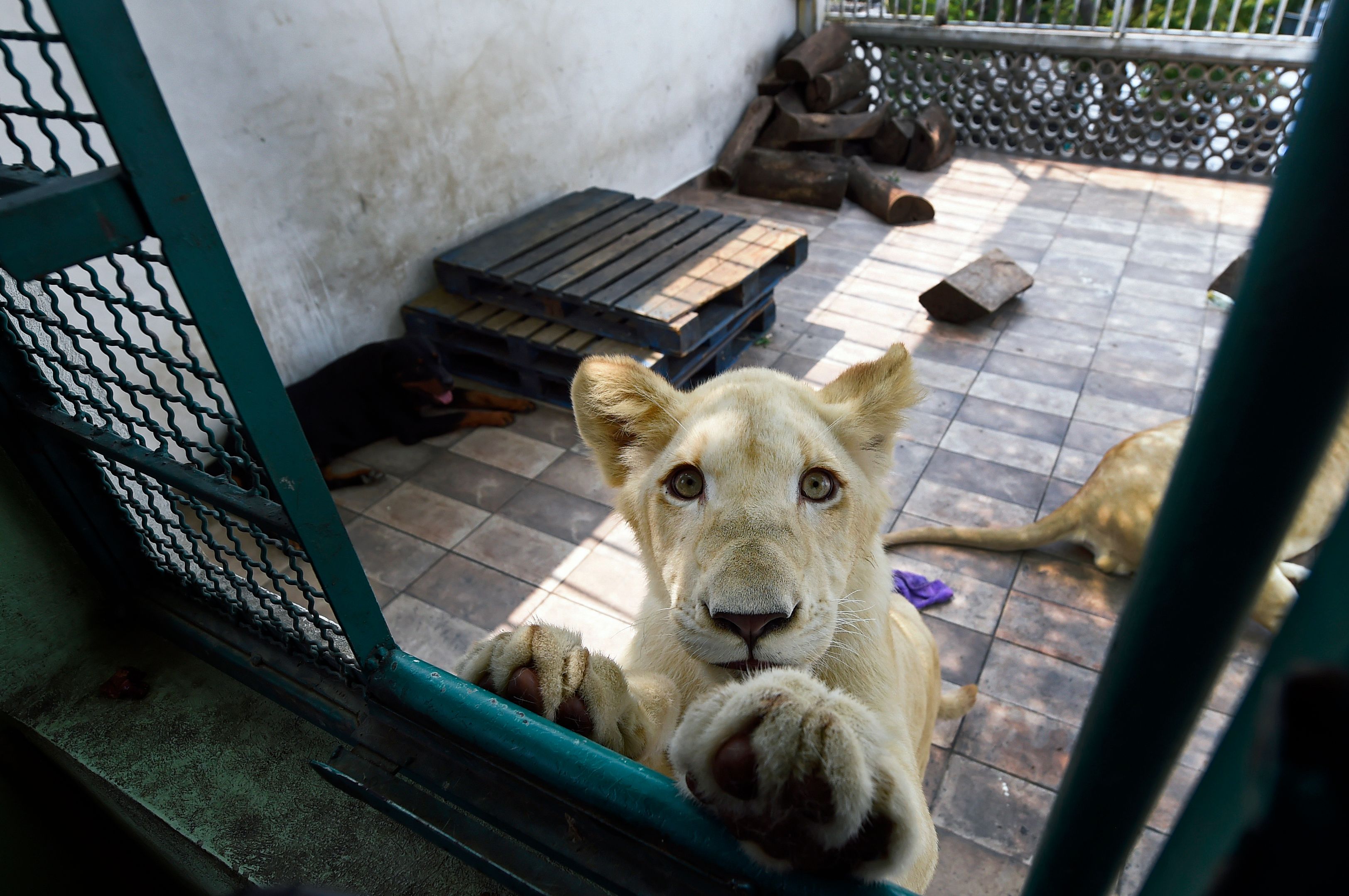 México: Un hombre tiene tres leones africanos viviendo en la terraza de su  casa | Internacional | Noticias | El Universo