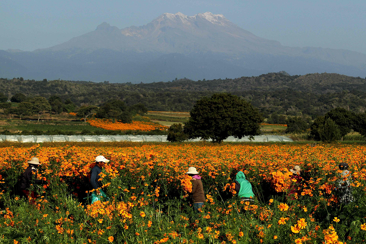 Cempasúchil, la flor que crea el camino entre la vida y la muerte en México  | Sociedad | La Revista | El Universo