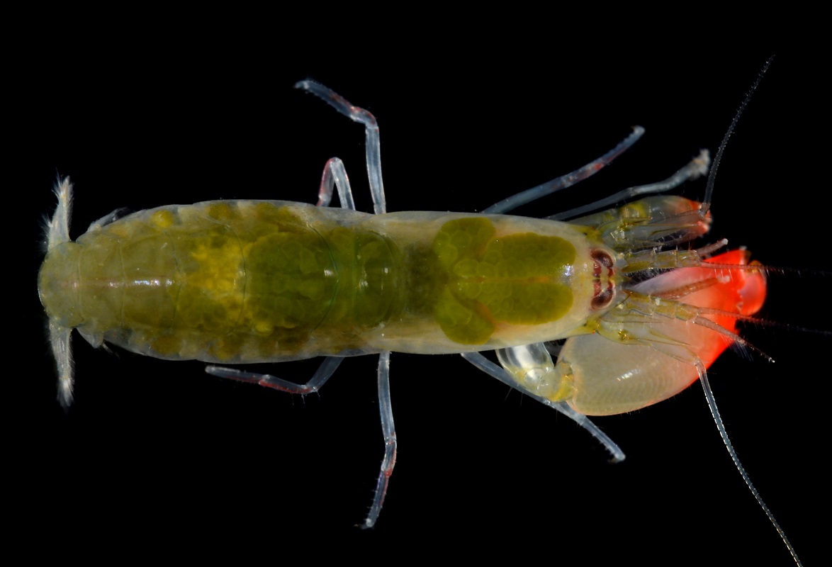 Bautizan a camarón descubierto en Panamá en honor a Pink Floyd