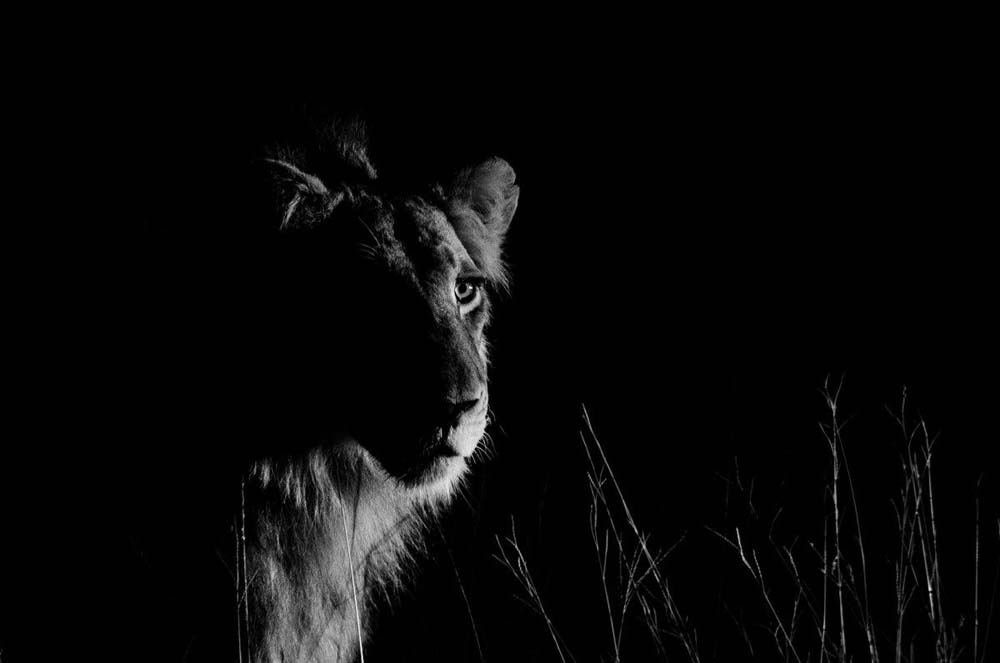 Animales adoptan hábitos nocturnos para evitar a los seres humanos