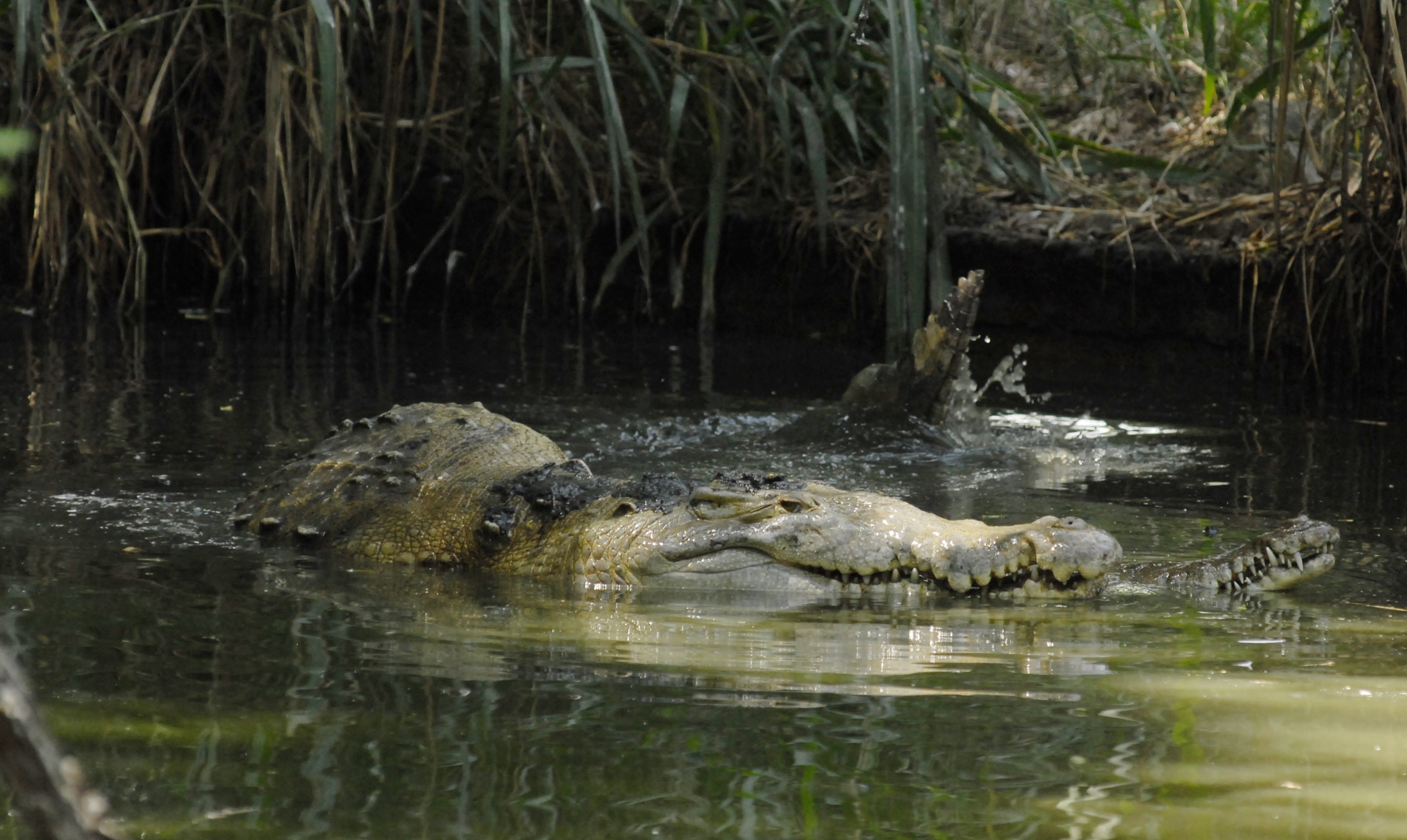 Animales en peligro de extinción en Ecuador: cocodrilo de la costa |  Ecología | La Revista | El Universo