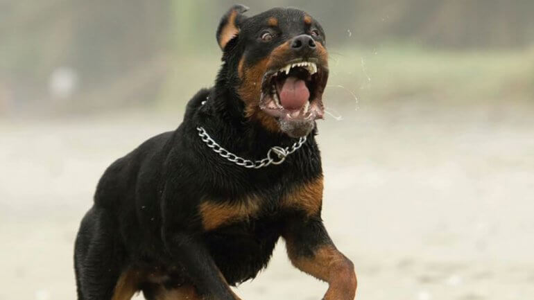 Así son las 5 razas de perros más agresivas | Sociedad La Revista | El Universo