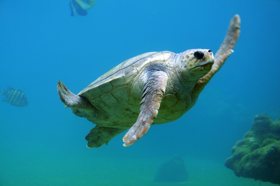 El 17% de los animales marinos podría desaparecer antes de 2100