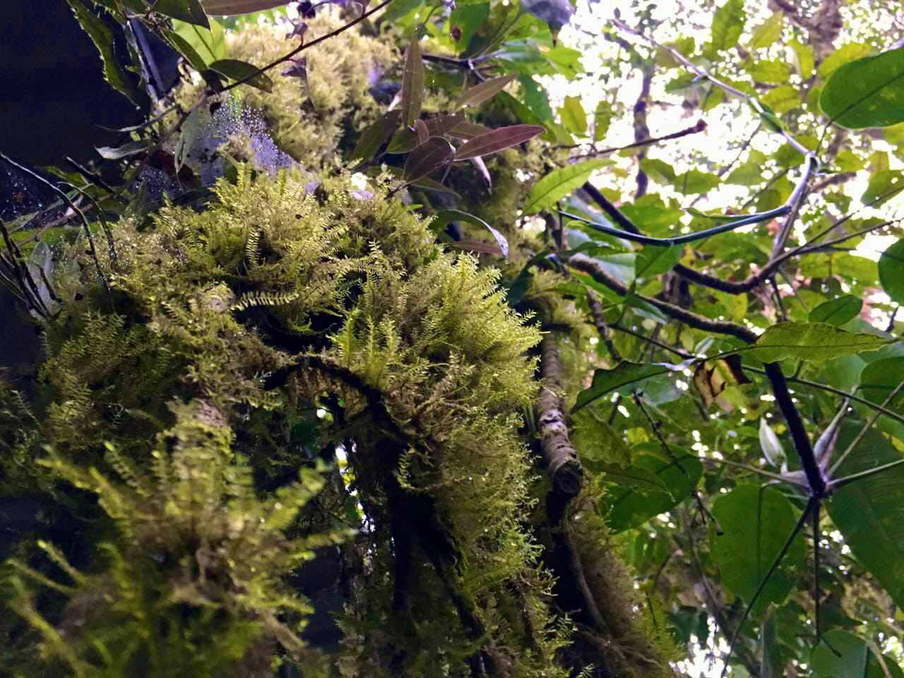 ¡No arranques la piel de los bosques de Ecuador!, ¡no uses musgo en Navidad!