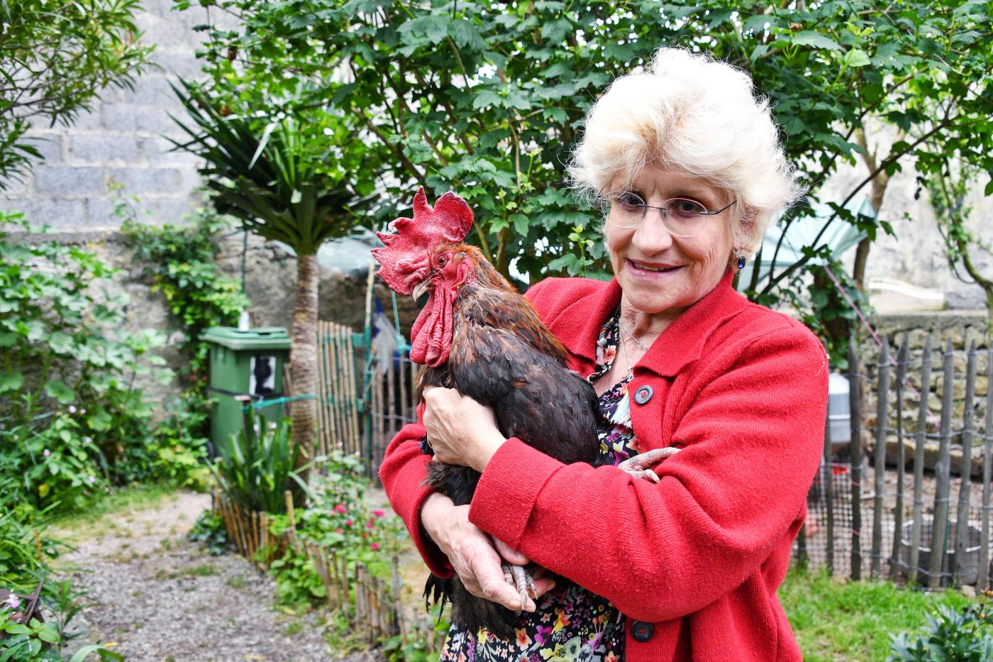 Un gallo acusado de cantar muy temprano gana caso legal en Francia
