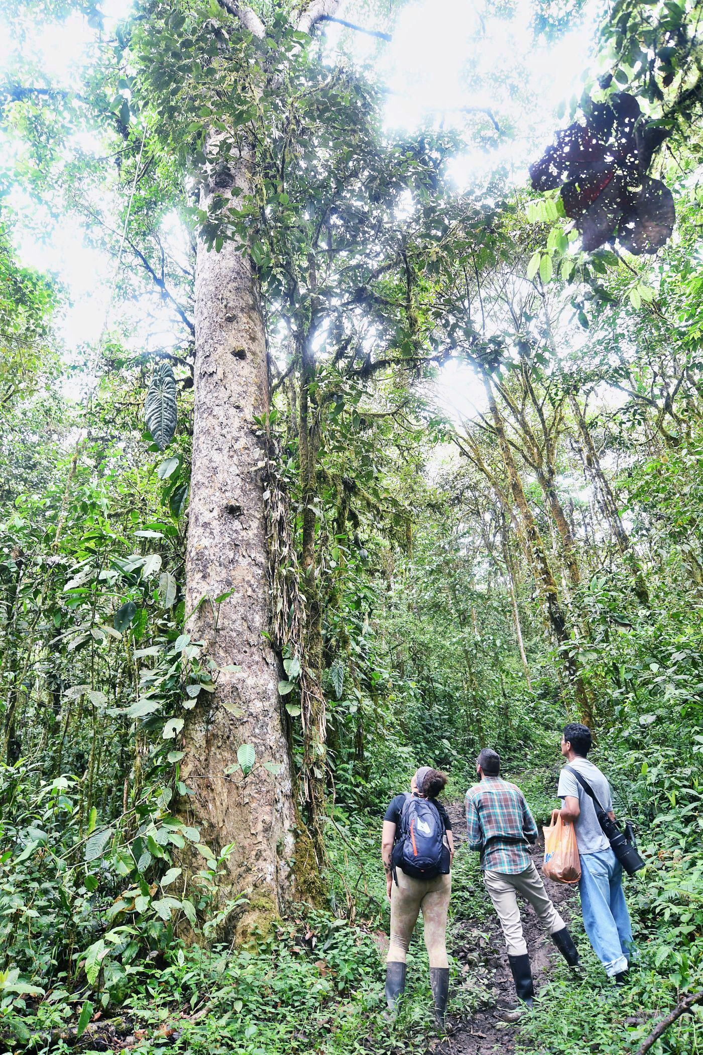 Corte de Imbabura resuelve acción de protección a favor del Bosque Protector Los Cedros