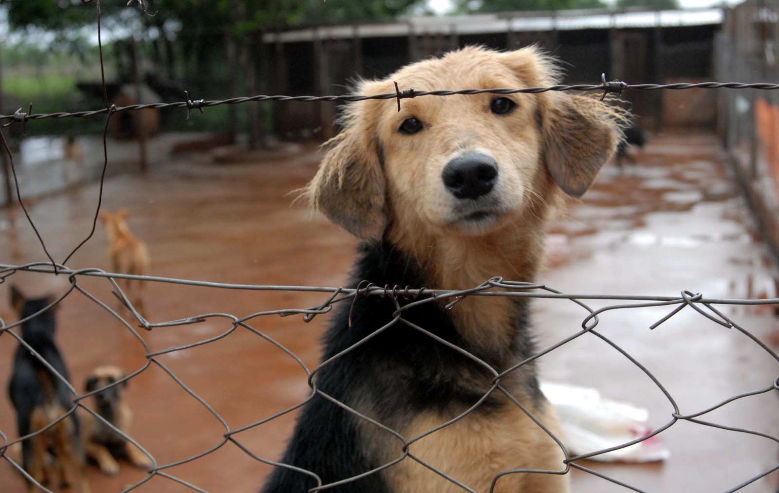 se puede jugar con perros en los refugios de animales