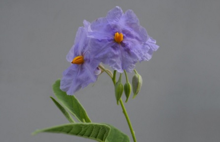 Bautizan planta en honor a héroe de "El Marciano"