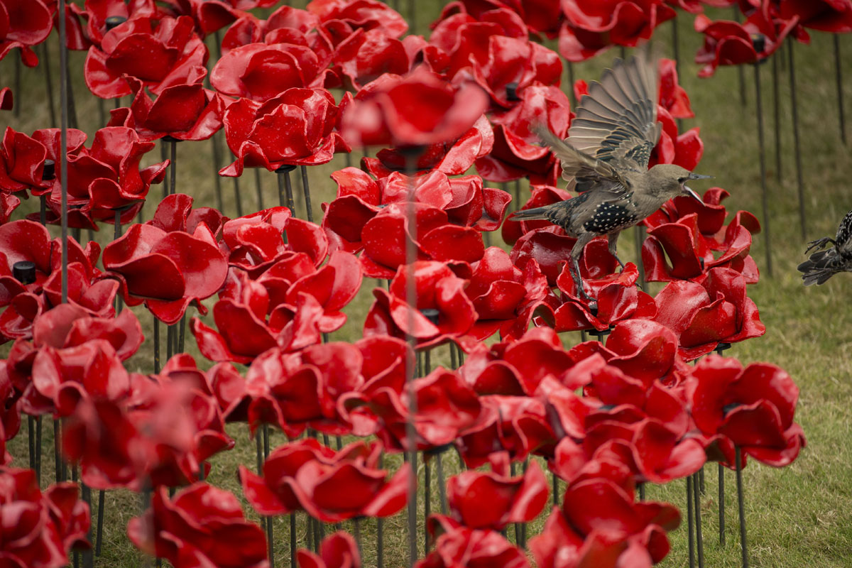 Día del recuerdo de la Guerra Mundial. La amapola roja es un símbolo de  recuerdo para los caídos en la guerra. Amapolas rojas sobre fondo de piedra  oscura Fotografía de stock 