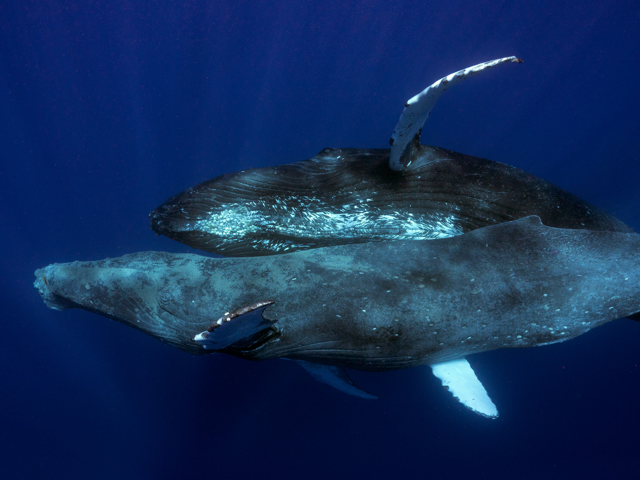 Científicos observan comportamiento sexual entre dos ballenas jorobadas  macho | Ecología | La Revista | El Universo