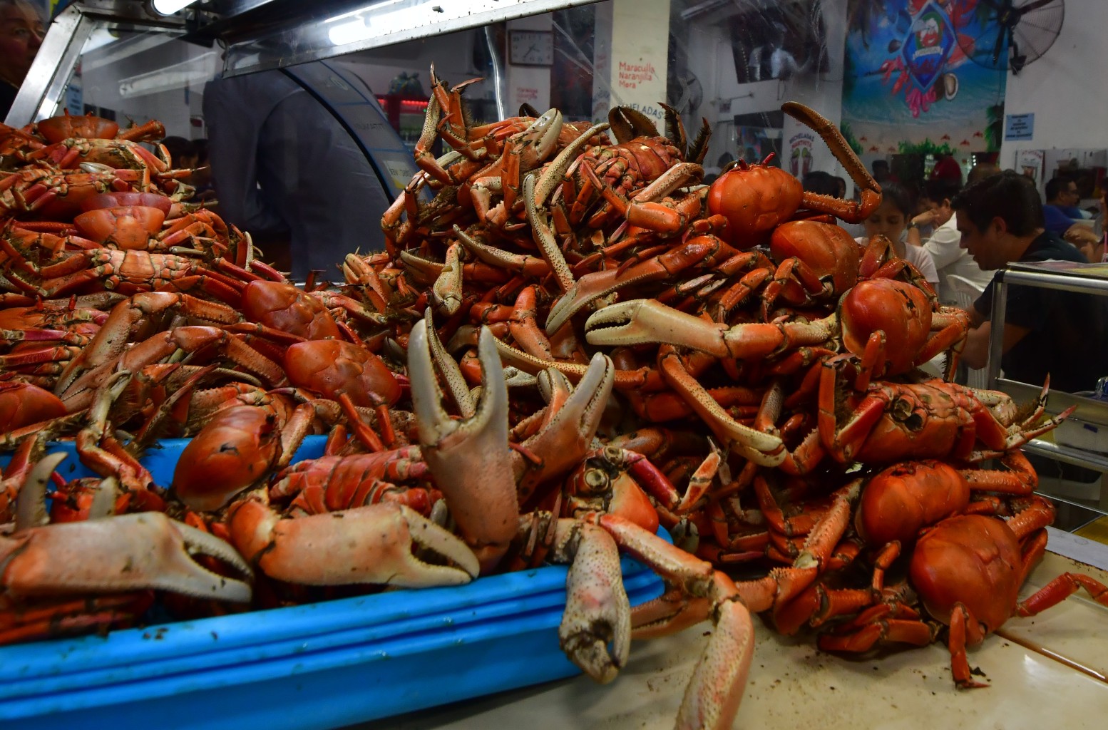 Calendario de veda de peces y crustáceos en Ecuador durante el 2021 |  Ecuador | Noticias | El Universo