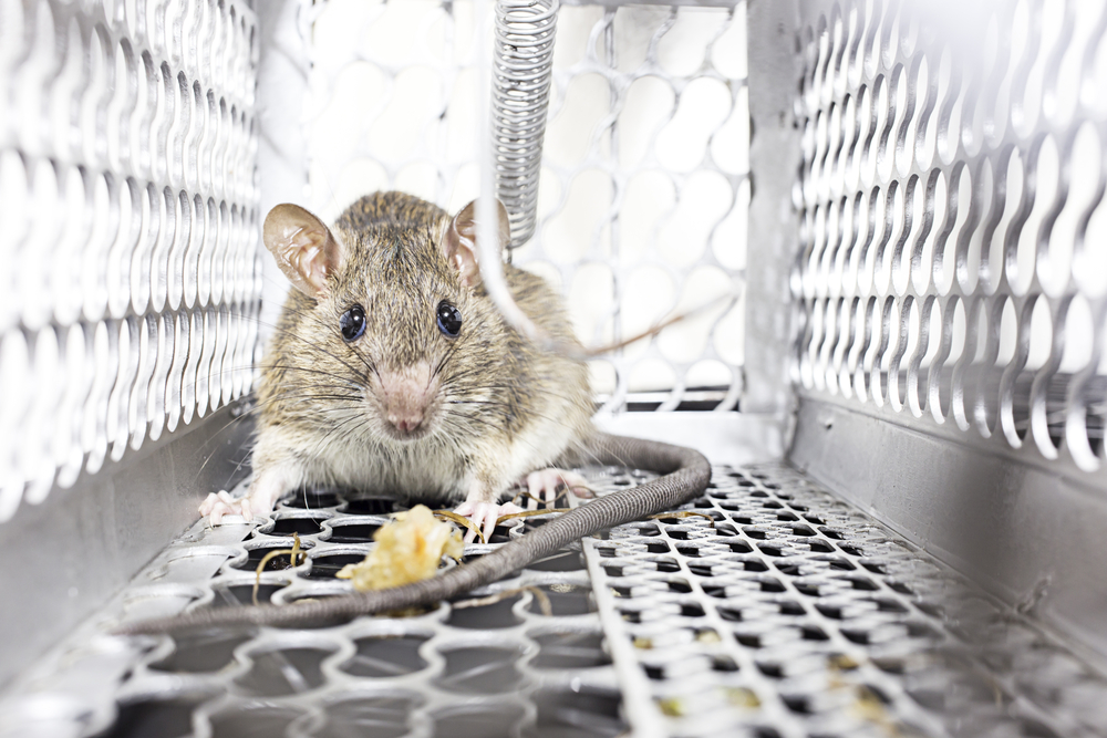 Mantener a las ratas lejos del hogar: tips libres de crueldad, Ecología, La Revista