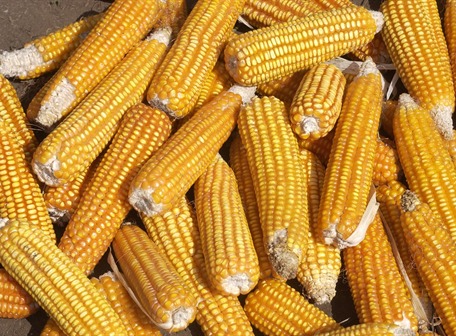 Estudian variedades de maíz adaptables a las sequías