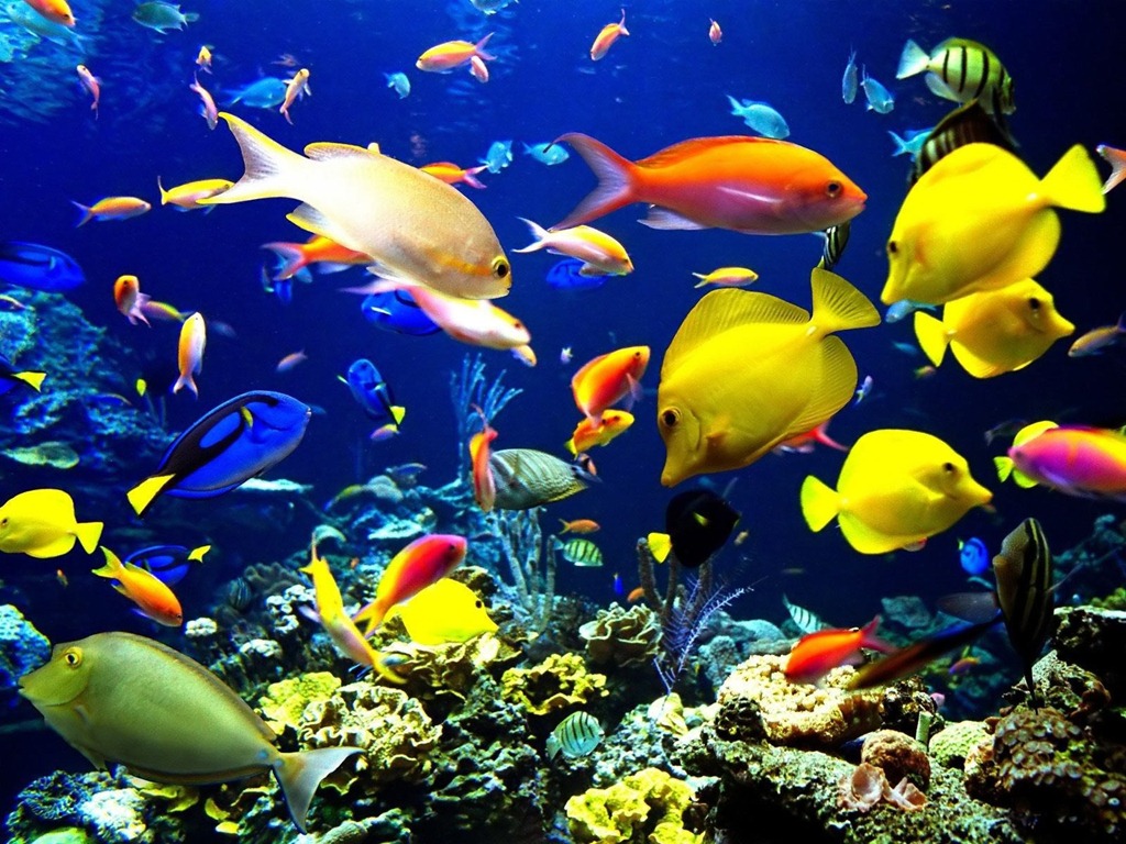 ONU avanza hacia tratado para proteger biodiversidad en océanos | Ecología  | La Revista | El Universo