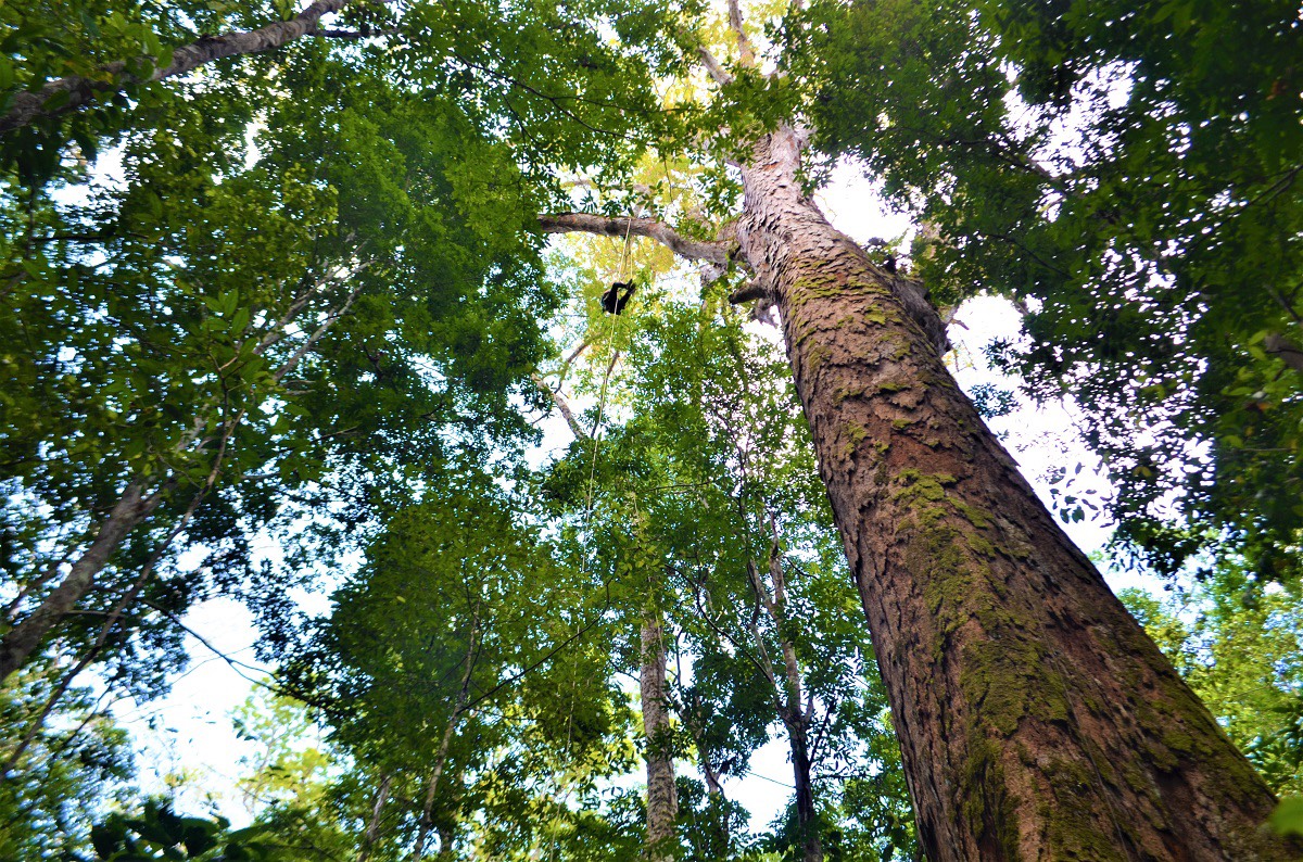 El árbol más grande de la Amazonía está a salvo de los incendios | Ecología  | La Revista | El Universo