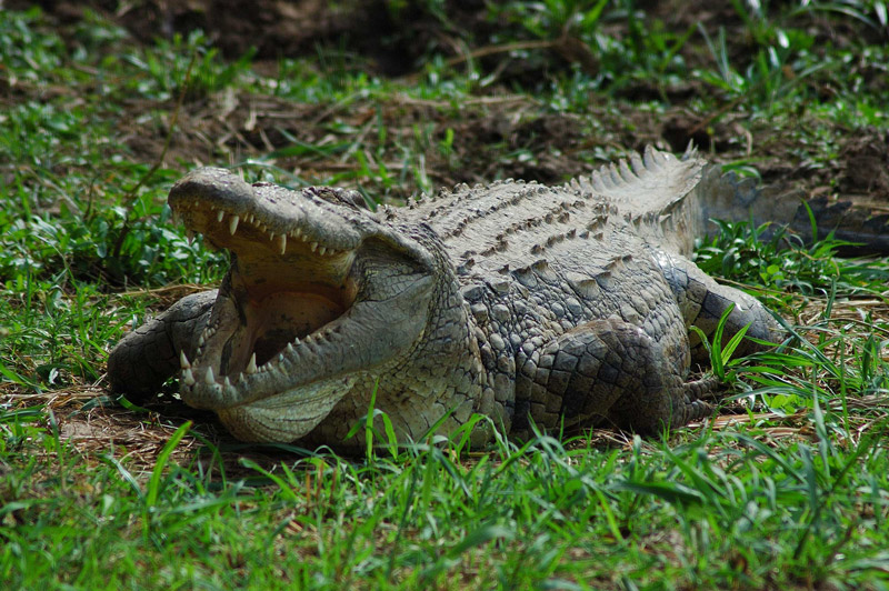 Especie de cocodrilo que gusta de la carne humana llega a Florida |  Internacional | Noticias | El Universo