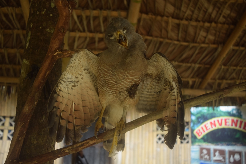 Tsáchilas mantienen disecado de animales | Intercultural | Noticias | El  Universo