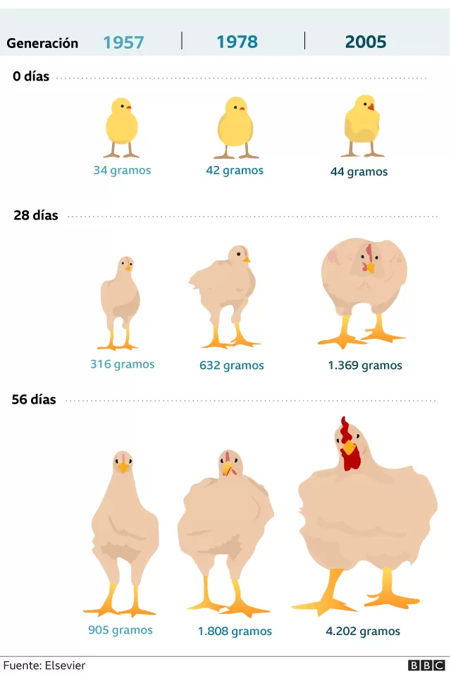 Cómo el pollo que comes aumentó de tamaño un 400% en 50 años | Ecología |  La Revista | El Universo