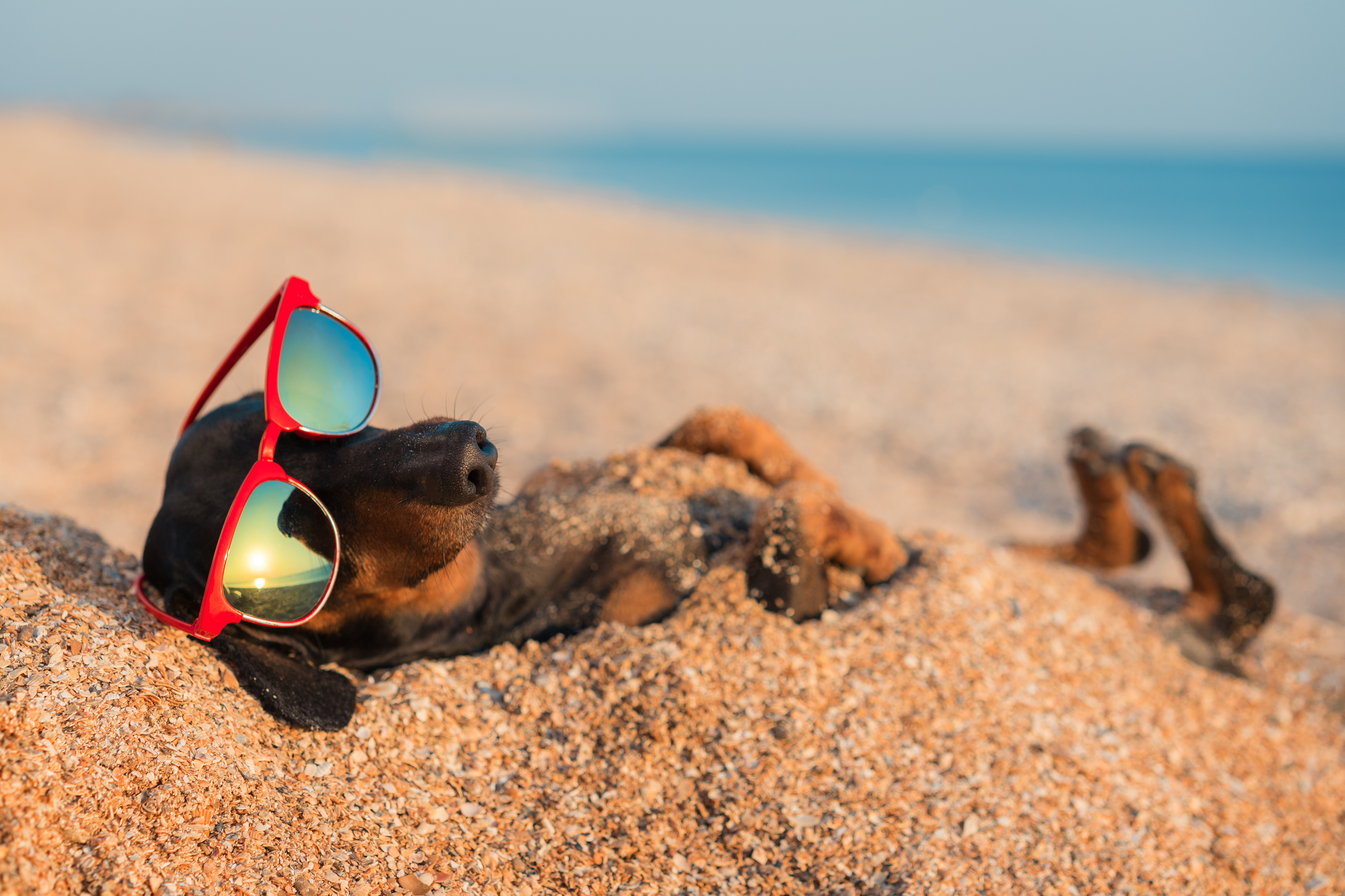 nadar en agua salada es malo para los perros