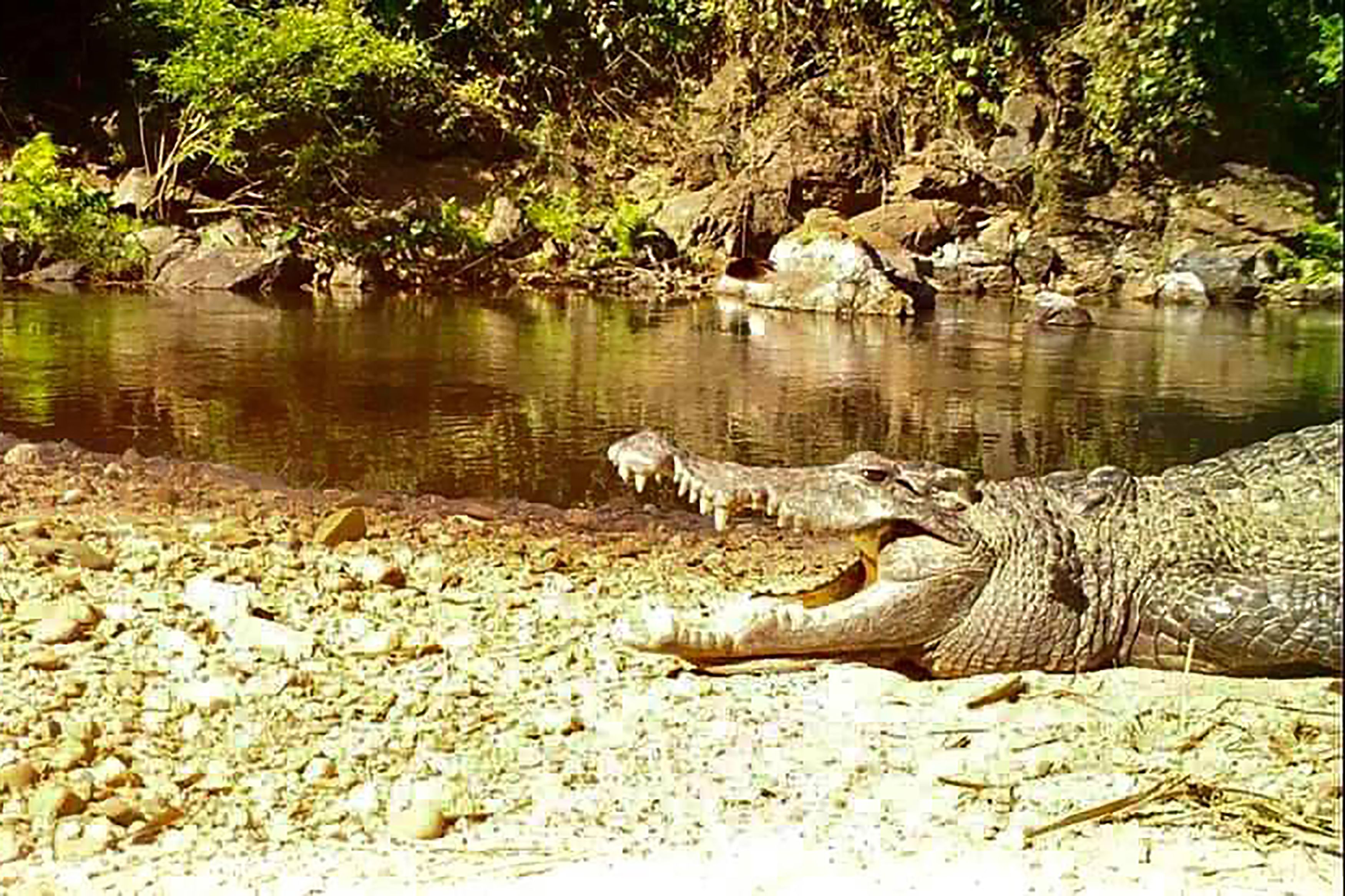 Fotografían un cocodrilo siamés, especie casi extinta en Tailandia |  Ecología | La Revista | El Universo