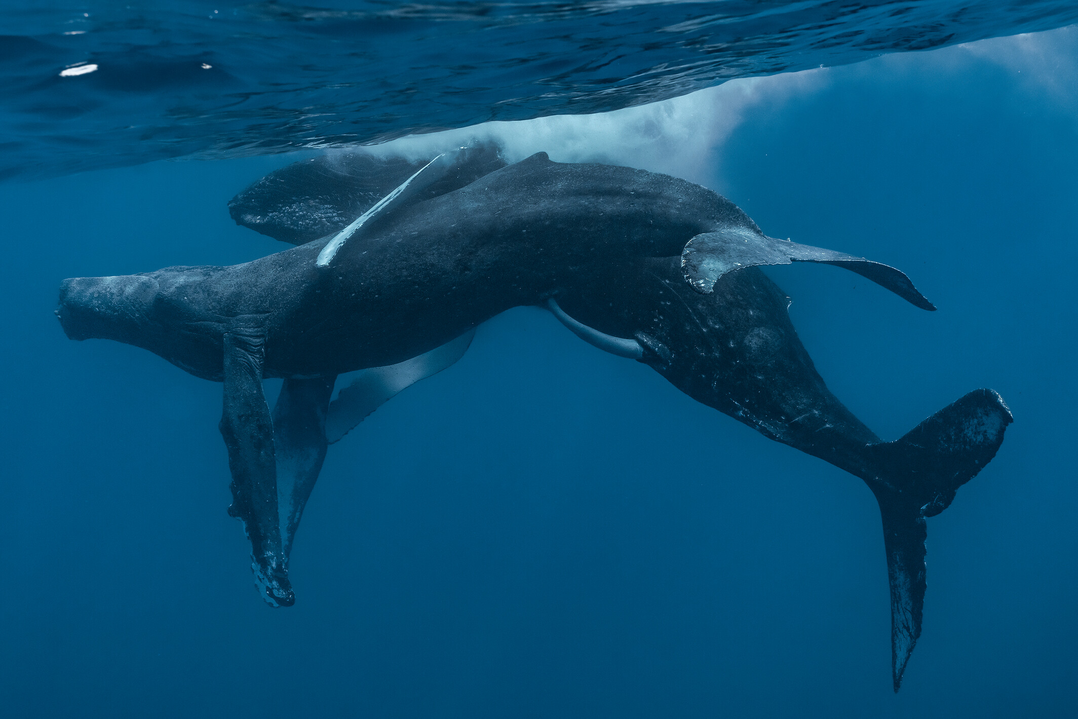 Científicos observan comportamiento sexual entre dos ballenas jorobadas  macho | Ecología | La Revista | El Universo