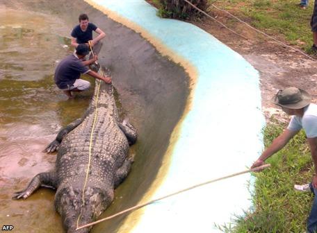 El cocodrilo más grande del mundo en cautiverio está en Filipinas |  Ecología | La Revista | El Universo