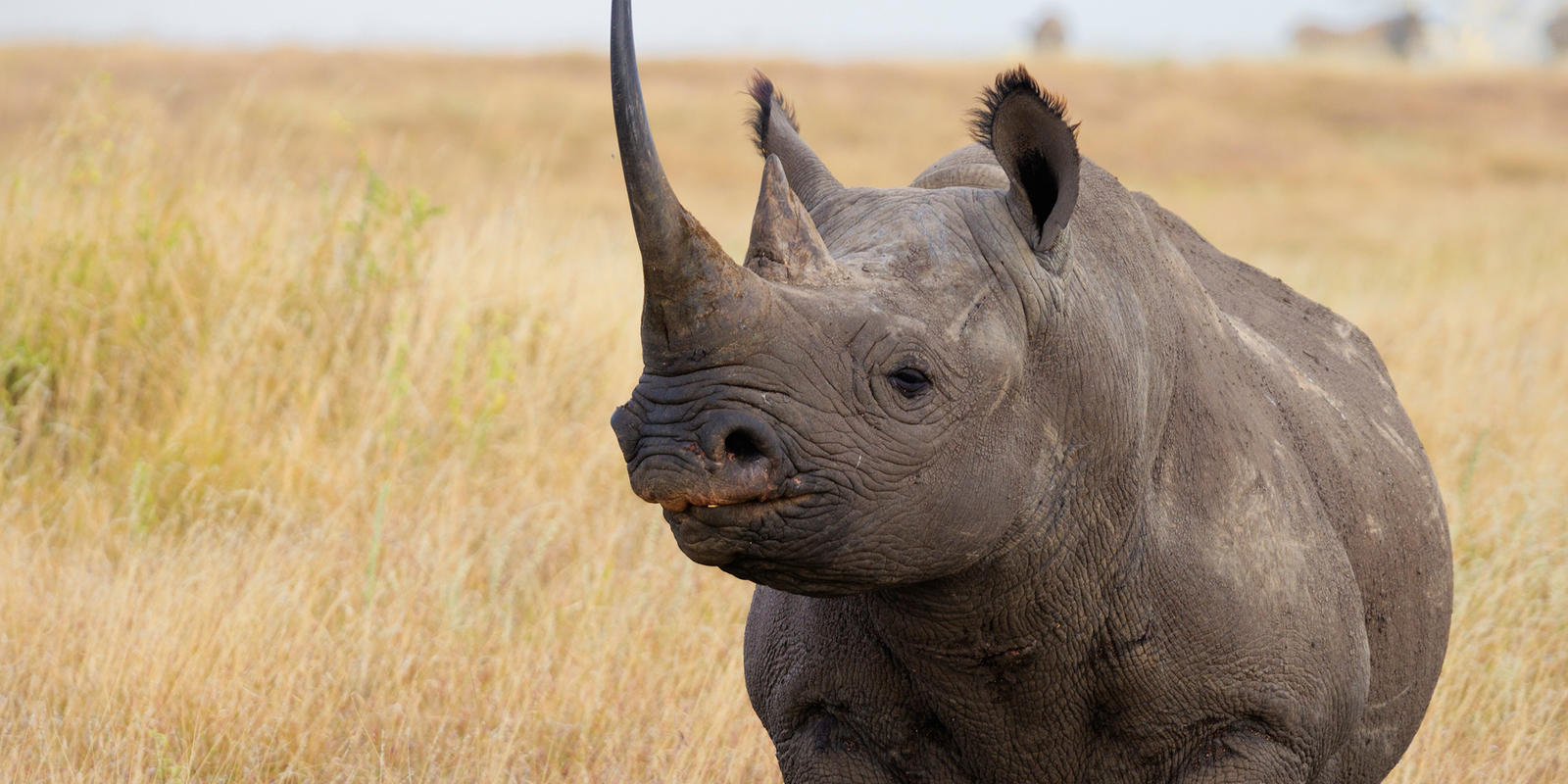 Rinocerontes negros son trasladados a Tanzania para repoblar el Serengueti