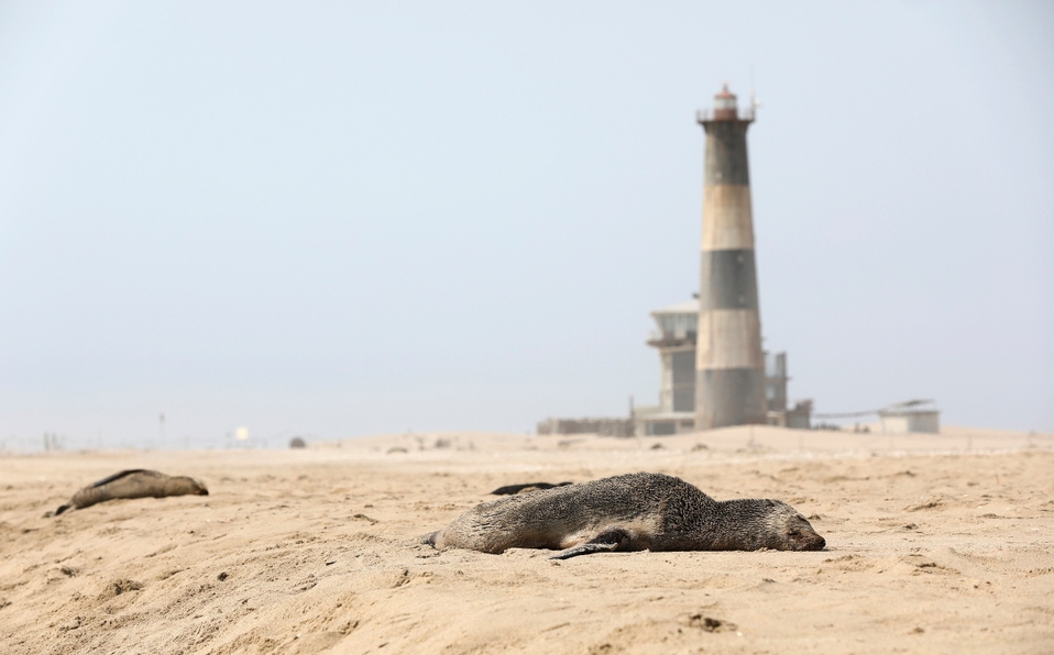 7.000 focas muertas en Namidia, inanición y enfermedades relacionadas al cambio climático podrían ser las causas