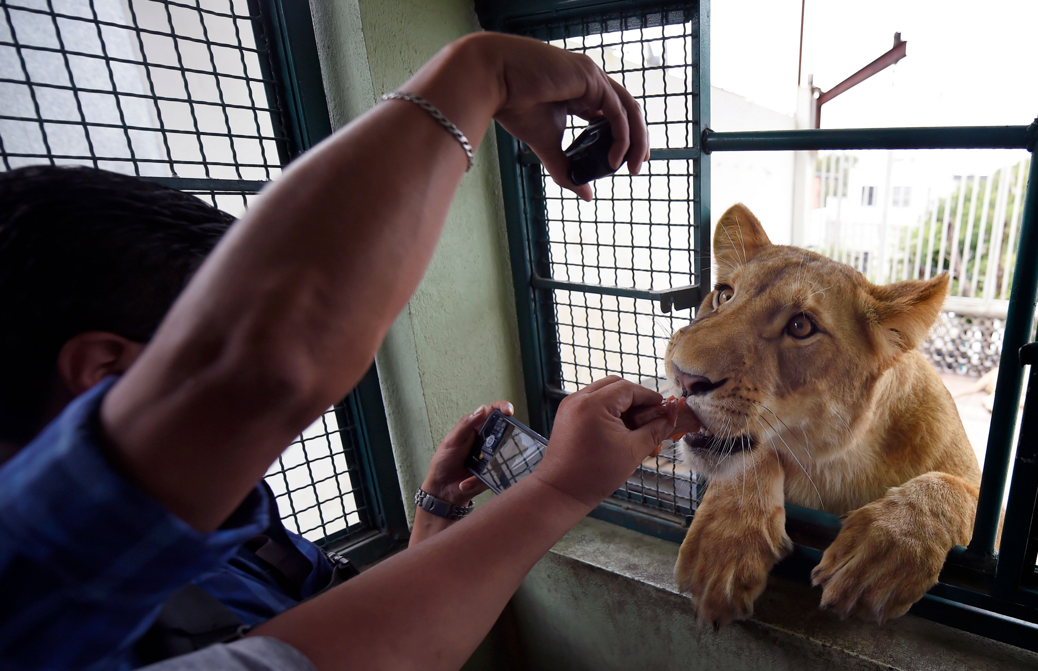México: Un hombre tiene tres leones africanos viviendo en la terraza de su  casa | Internacional | Noticias | El Universo