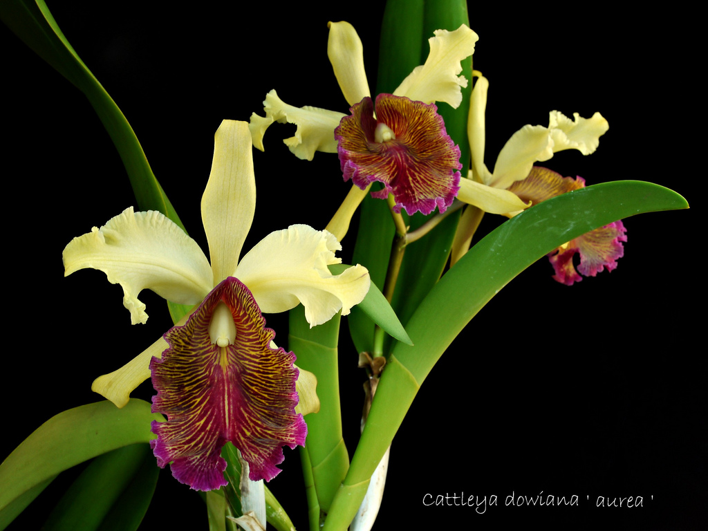 Orquídea hallada en Costa Rica es considerada una de las 