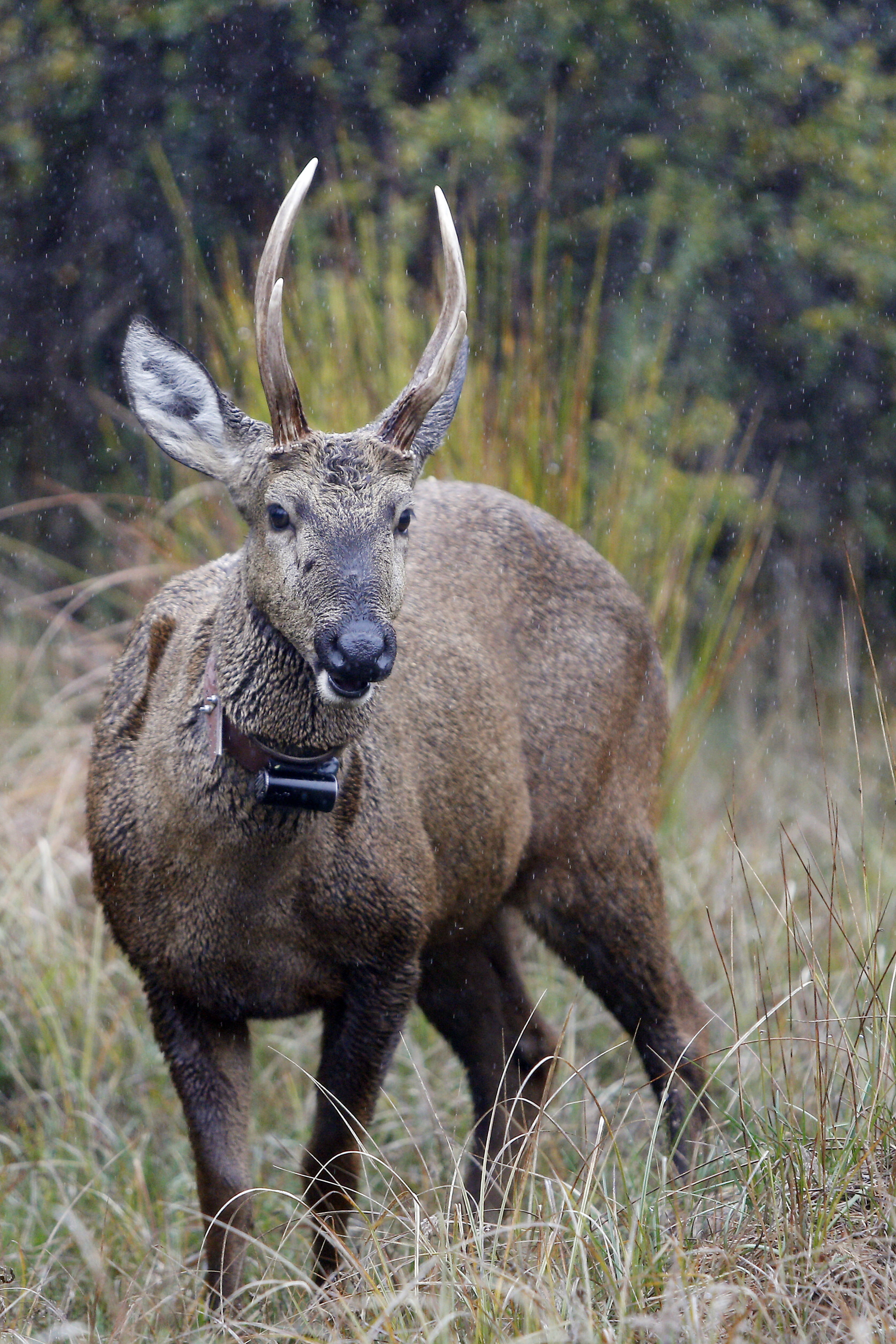 Huemul, un ciervo casi extinto al que intentan repoblar en su origen |  Ecología | La Revista | El Universo