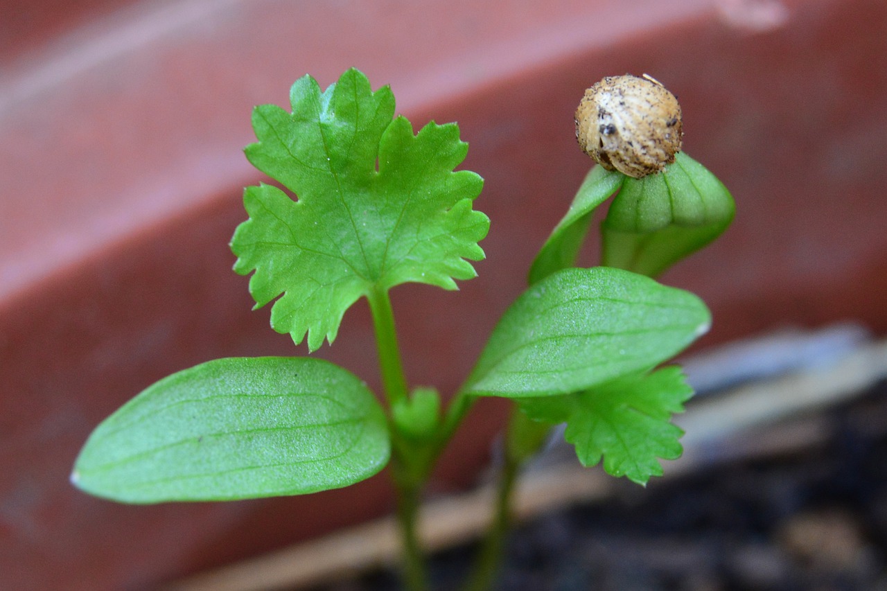 Cilantro Los 10 Poderosos Beneficios Para La Salud Salud La Revista El Universo<script async src=