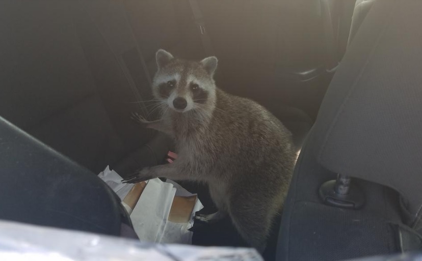Mapache da a luz en asiento de un auto convertible