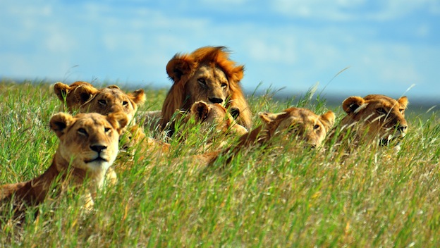 Manada de leones devora a tres cazadores que perseguían a rinocerontes en  Sudáfrica | Internacional | Noticias | El Universo